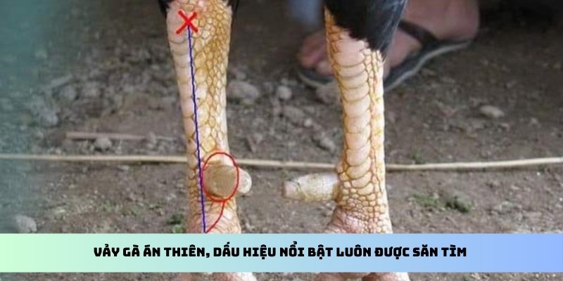 Vảy gà Án Thiên, dấu hiệu nổi bật luôn được săn tìm 